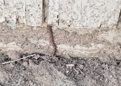 Termite Mud Tube