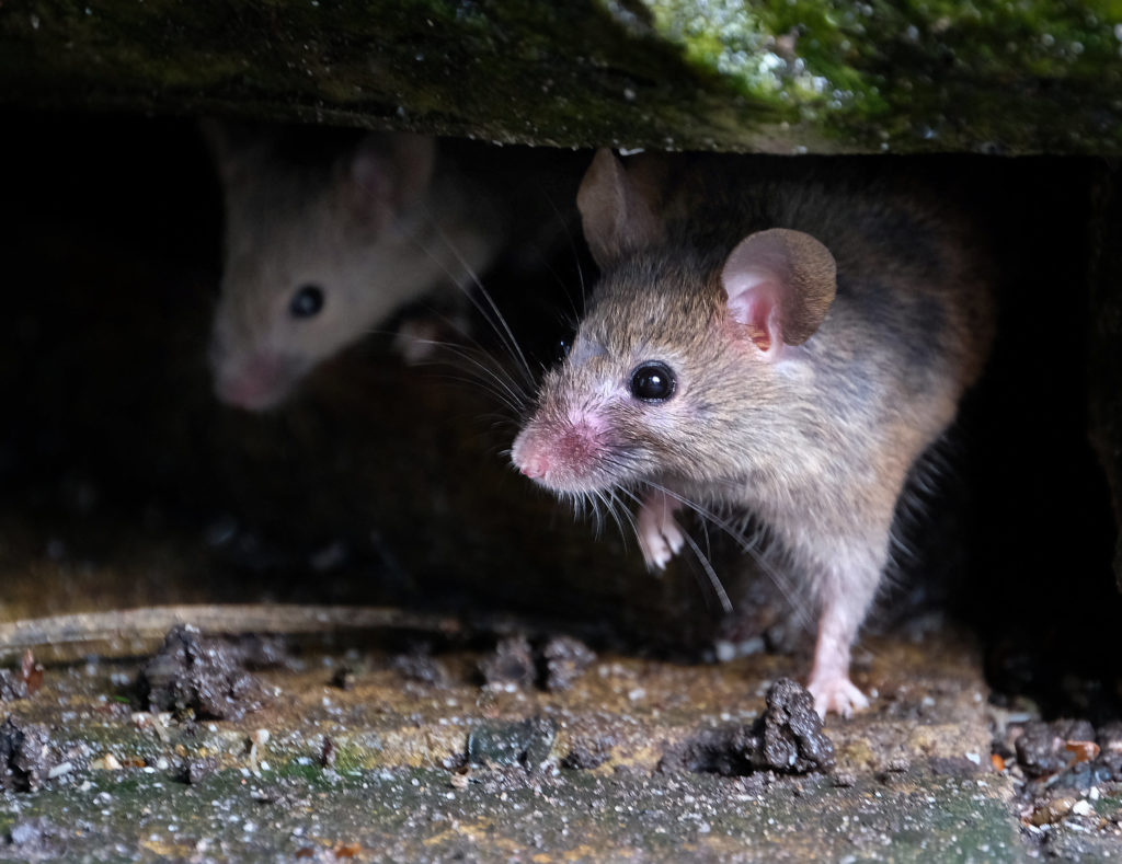 Mice feecing in an urban house garden. - Rusty's Bug Stop